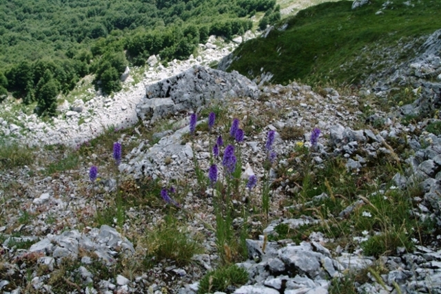 Linaria purpurea / Linaria purpurea